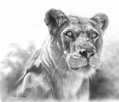 Animals Drawings - A New Day Dawns by Peter Williams