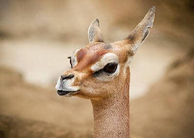 School Tote Bags Royalty Free Images - A Portrait of a Female Gerenuk Royalty-Free Image by Derrick Neill