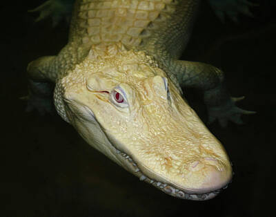 Reptiles Royalty Free Images - A Rare Albino American Alligator Lurks at Night Royalty-Free Image by Derrick Neill