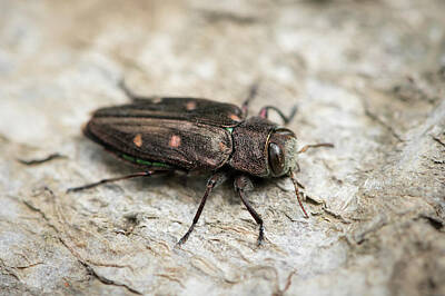 Ps I Love You - A small metallic wood-boring beetle sitting on a beech tree by Stefan Rotter
