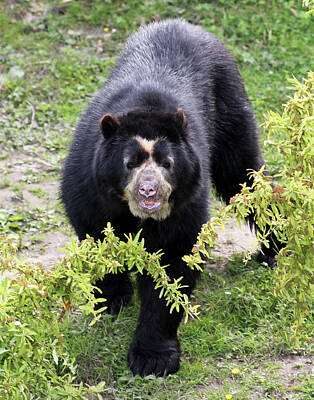 Rowing - A Spectacled Bear in the Cloud Forest by Derrick Neill