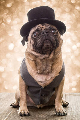Celebrities Photos - A Star Is Born - Dog Groom by Edward Fielding
