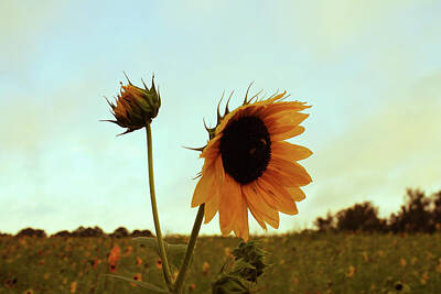 Floral Photos - A Sunflower Sky by Selena Lorraine