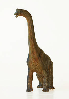 Reptiles Royalty Free Images - A Tall Brachiosaurus Dinosaur, or Arm Lizard Royalty-Free Image by Derrick Neill