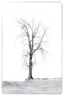 Circle Abstracts - A Tree at Huntington Beach by Michael Demagall
