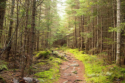 Periodic Table Of Elements - A Walk to Remember in Baxter State Park by Jan Mulherin
