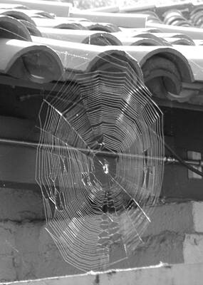 Christmas Cards - A Web in Sun in Black and White by Colleen Cornelius