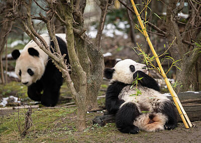 Kitchen Food And Drink Signs - A young giant panda eating bamboo and his mother by Stefan Rotter