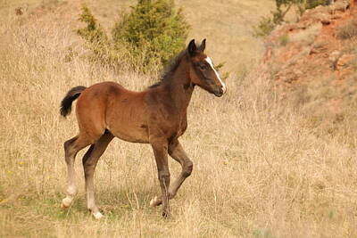 Birds Photo Rights Managed Images - A young colt Royalty-Free Image by Jeff Swan