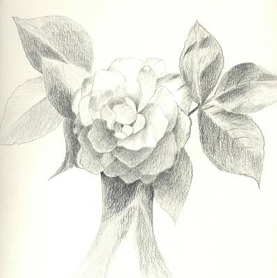 Recently Sold - Roses Drawings - Abracadabra by Helena Tiainen