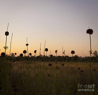 Abstract Flowers Photos - Abstract Flowers At Dusk by THP Creative