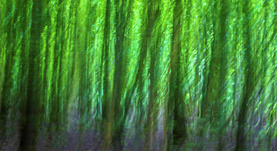 Abstract Landscape Photos - Abstract Forest by Martin Newman