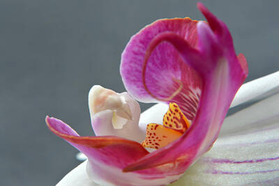 Abstract Flowers Photos - Abstract Orchid Heart. by Terence Davis