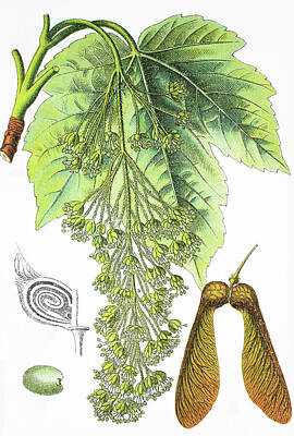 Stocktrek Images - Acer pseudoplatanus, the sycamore or sycamore maple by Bildagentur-online