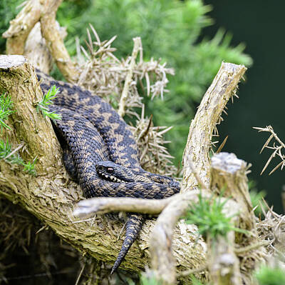 Reptiles Photos - Adder snake vipera berus relaxing on tree in Summer sunlight by Matthew Gibson