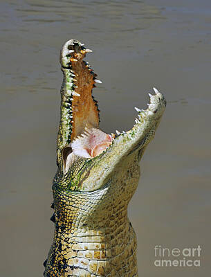 Reptiles Photos - Adelaide River Crocodile by Bill  Robinson