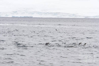 Fromage - Adelie penguins swimming in open waters by Karen Foley