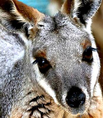 Storm Clouds Colt Forney Royalty Free Images - Adorable Wallaby Portrait Royalty-Free Image by Diann Fisher