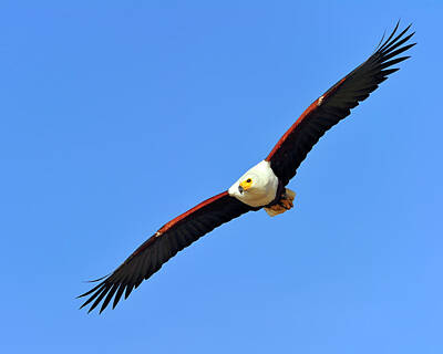 Safari Royalty Free Images - African Fish Eagle Royalty-Free Image by Tony Beck