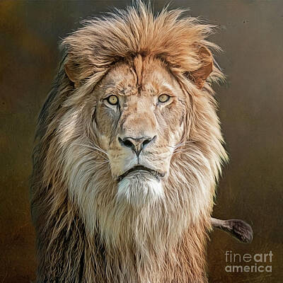 Negative Space Rights Managed Images - African Lion Portrait Royalty-Free Image by Brian Tarr