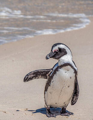 Needle And Thread Rights Managed Images - African Penguin on Beach Royalty-Free Image by Cindi Alvarado