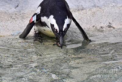 Planes And Aircraft Posters - African penguin preparing to swim by JL Images