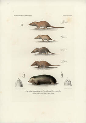 Animals Drawings - African Shrews by J D L Franz Wagner