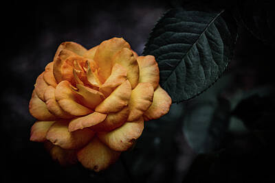 Floral Photos - Aged Burnt Yellow Rose 3410 H_2 by Steven Ward