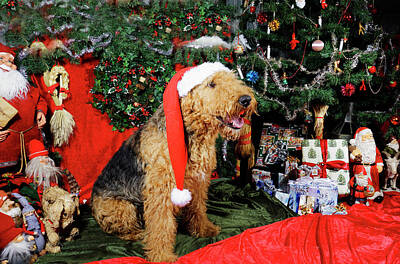 Comics Photos - Airedale terrier dressed as santa-claus by Christian Lagereek