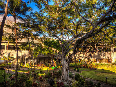 Enso Paintings - Airport Tree Honolulu by Eric West