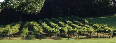 Wine Royalty-Free and Rights-Managed Images - Alabama Wine Country by Don F Bradford