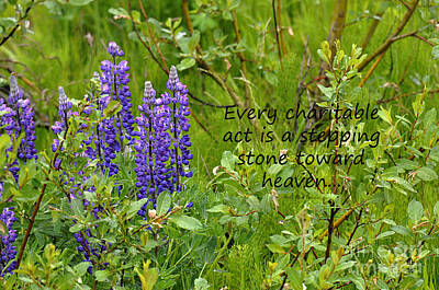 Botanical Farmhouse - Alaskan Lupine Heaven by Diane E Berry