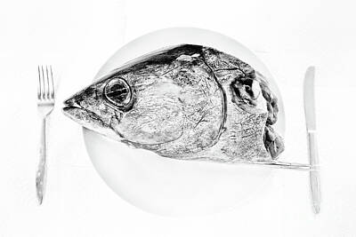 Recently Sold - Masako Metz Royalty-Free and Rights-Managed Images - Albacore Tuna Head by Masako Metz