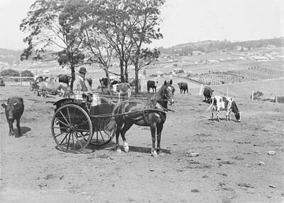 Farm Life Paintings Rob Moline - Alcock Brothers milk cart and dairy herd, New Town Lenah Valley c1900s by Celestial Images
