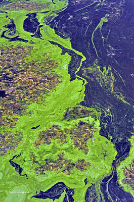 Science Collection Rights Managed Images - Algae on a Pond Royalty-Free Image by Kay Lovingood
