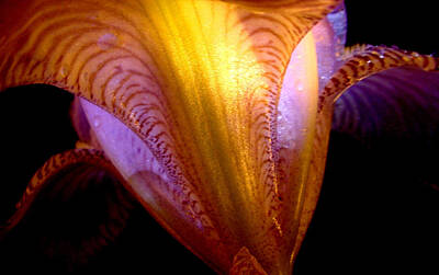 Target Threshold Nature Rights Managed Images - Alien Iris Royalty-Free Image by Chris Fleming
