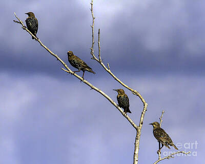 Ingredients Rights Managed Images - Alignment of the Starlings Royalty-Free Image by Gary Holmes