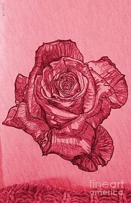Wine Drawings - All Rosey by Lisa Pfeiffer