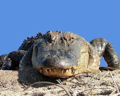 Reptiles Royalty-Free and Rights-Managed Images - Alligator Approach .png by Al Powell Photography USA
