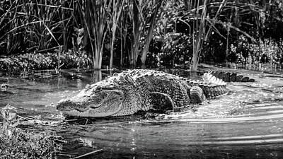 Reptiles Photo Royalty Free Images - Alligator Bags of Port Aransas Royalty-Free Image by Debra Martz