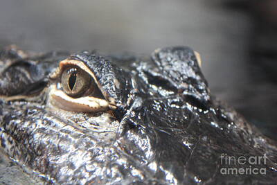 Reptiles Royalty-Free and Rights-Managed Images - Alligator Eye by Carol Groenen