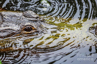 Reptiles Photos - Alligator  by Joan McCool