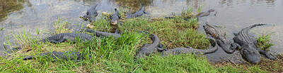 Reptiles Royalty Free Images - Alligator Panorama Royalty-Free Image by David Watkins