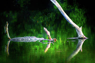Reptiles Photos - Alligator Summer by Mark Andrew Thomas