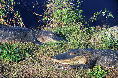 Reptiles Photos - Alligators At East by John Burk