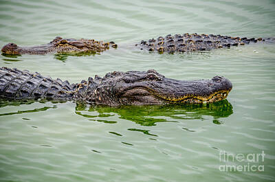 Reptiles Royalty Free Images - Alligators Royalty-Free Image by Debra Martz