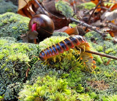 Grateful Dead Royalty Free Images - Almond Millipede Royalty-Free Image by Joshua Bales