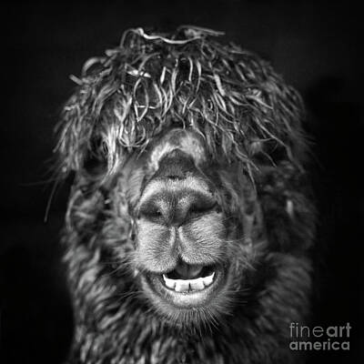 Portraits Mixed Media - Alpaca. Happy Dayz by Linsey Williams
