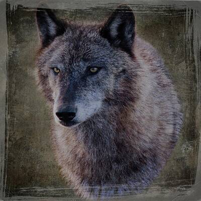Music Photos - Alpha Wolf Portrait by Teresa Wilson