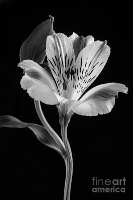 Lilies Royalty Free Images - Alstroemeria Rivale Royalty-Free Image by John Edwards